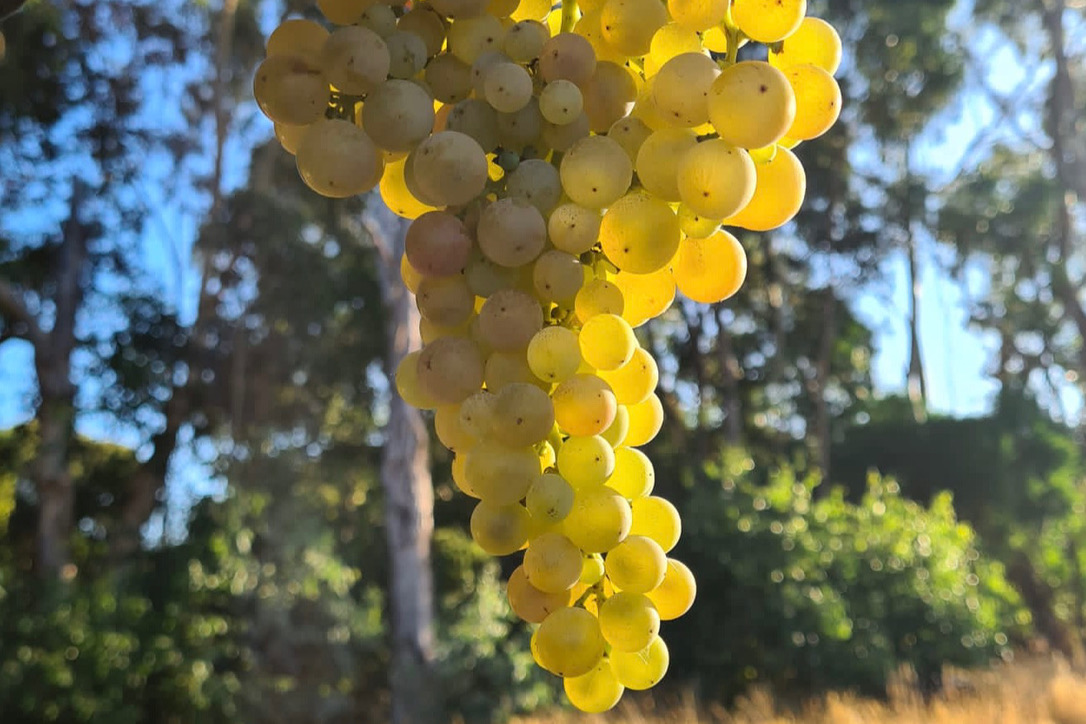 Grapes hanging from a vine in the vineyard 